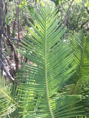 Dioon angustifolium