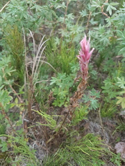 Castilleja raupii
