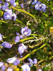 Glycine rubiginosa