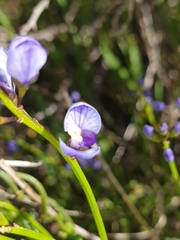Glycine rubiginosa