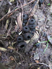 Plectania rhytidia