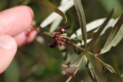 Grevillea capitellata