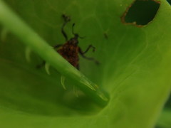 Rhinoncomimus latipes