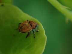 Rhinoncomimus latipes