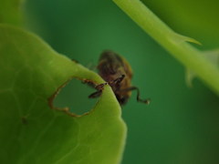 Rhinoncomimus latipes