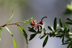 Grevillea capitellata