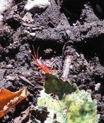 Scolopocryptops gracilis