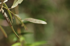Grevillea capitellata