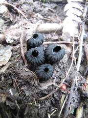 Plectania rhytidia