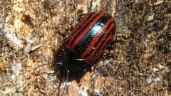 Calligrapha percheroni