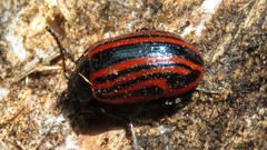 Calligrapha percheroni