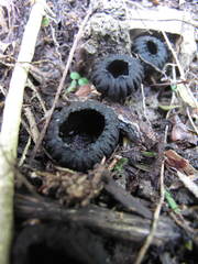 Plectania rhytidia