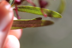 Grevillea capitellata