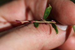 Grevillea capitellata