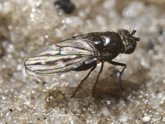 Scatella nitidithorax