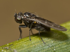 Scatella nitidithorax
