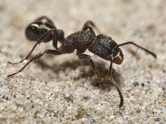 Rhytidoponera tasmaniensis