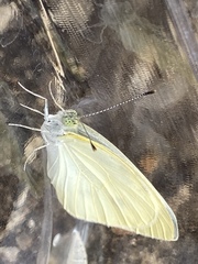 Pieris rapae