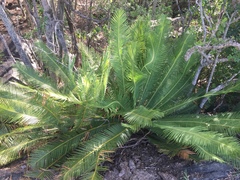 Dioon angustifolium