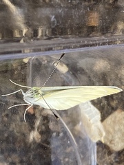 Pieris rapae