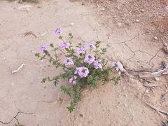 Glandularia mendocina