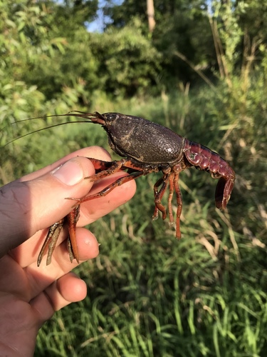 Procambarus acutus
