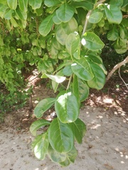 Jatropha sympetala