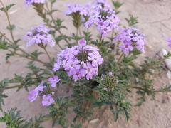 Glandularia mendocina