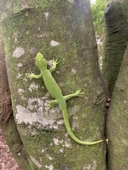 Naultinus grayii