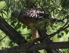 Buteo lineatus