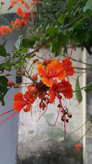 Caesalpinia pulcherrima