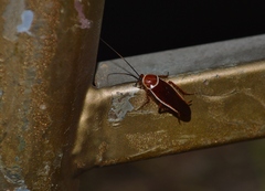 Pseudomops septentrionalis