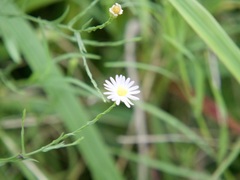 Astropolium