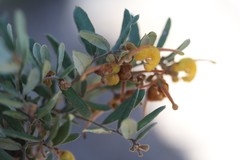 Grevillea chrysophaea