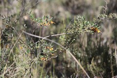 Grevillea chrysophaea