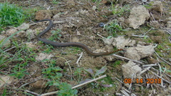 Echinanthera undulata