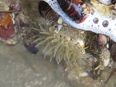 Bunodosoma zamponii