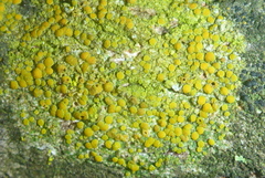 Athallia holocarpa