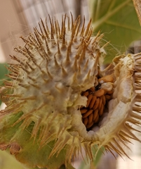 Datura