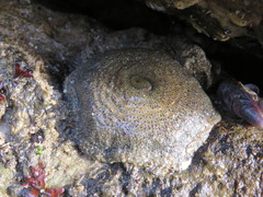 Bunodosoma zamponii