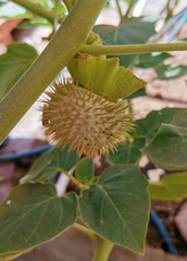 Datura