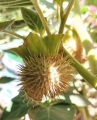 Datura