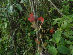 Pavonia cancellata
