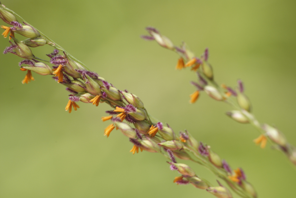 bristle, rosette, and barnyard grasses, and allies