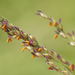 Bristlegrasses, Bluestems, Paspalums, and Allies - Photo (c) rayrob, some rights reserved (CC BY-NC), uploaded by rayrob