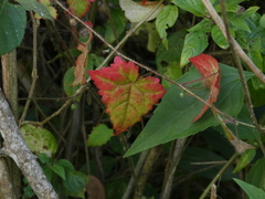 Pavonia cancellata