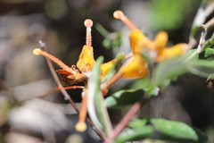 Grevillea chrysophaea