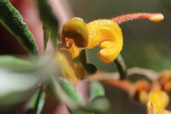 Grevillea chrysophaea