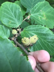 Hamamelis virginiana