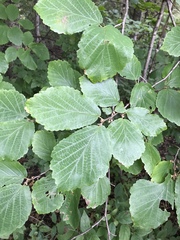 Hamamelis virginiana